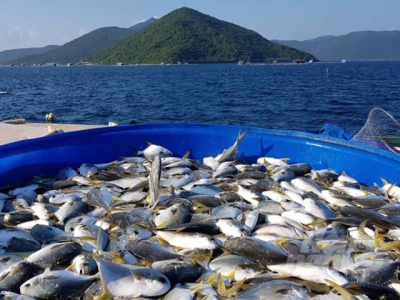Norway - Decades-long supporter of Vietnams marine aquaculture