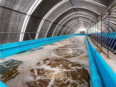 Blue Aqua International Launches Doctor ShrimpTM to Support the Global Shrimp Farming