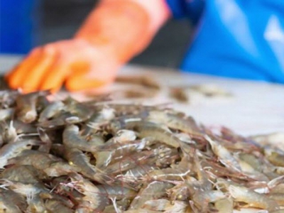 Shrimp export to Australia rose significantly