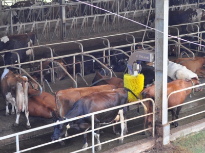 Quy trình chăn nuôi đặc biệt ở trang trại bò sữa hữu cơ chuẩn châu Âu