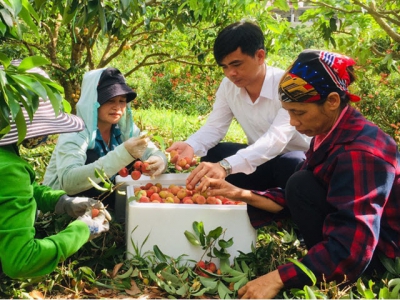 Bac Giang lychees now available on Alibaba e-commerce platform