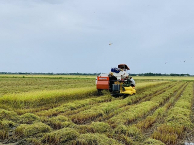 Vietnam aims to be worlds top exporter of quality rice