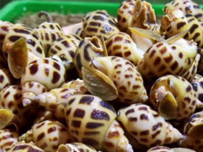 NinhThuan - The area of sweet snails increases due to high demand