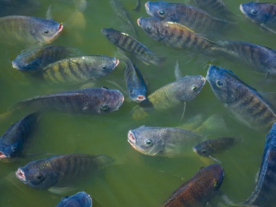 Why stress causes smaller tilapia to spawn