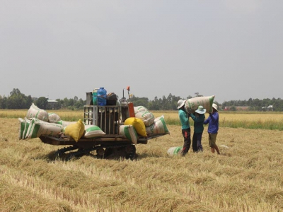 VnSAT project - Rice quality and farmers income improved