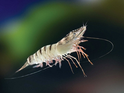 Effects of polychaetes on sperm performance of the domesticated black tiger shrimp