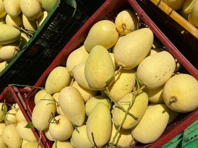 Mango exports - Cambodia has become Vietnams rival in the Chinese market