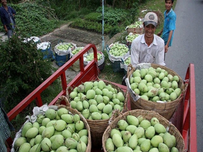 Việt Nam wants to quadruple mango exports by 2030