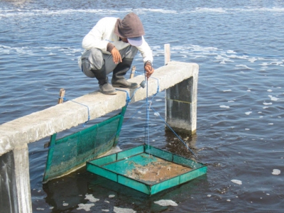 Management of intensive Vannamei shrimp ponds