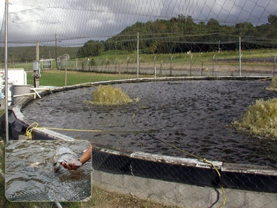 Độ pH lý tưởng để nuôi cá rô phi trong hệ thống biofloc