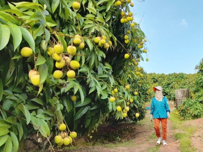 Bac Giang focuses on pandemic prevention and online sale of early ripening lychee