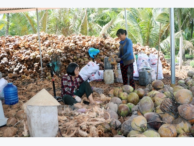 Mỏ Cày Nam xây dựng vùng sản xuất dừa hữu cơ tập trung