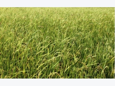 Hà Nam rốt ráo diệt trừ lúa cỏ trong sản xuất nông nghiệp