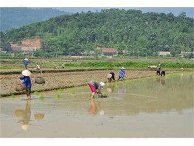 Minh Quang Hối Hả Làm Mùa