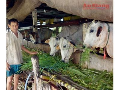 Trồng Cỏ Nuôi Bò Cho Thu Nhập Cao