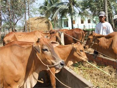 Lên Men Rơm Rạ Cho Bò Ăn