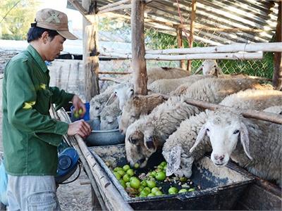 Nuôi Vỗ Béo Dê Cừu, Cách Làm Mới Của Các Gia Trại Ở Ninh Phước