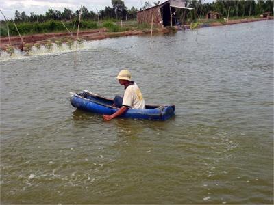 Hạn Chế Sử Dụng BKC Trong Nuôi Tôm