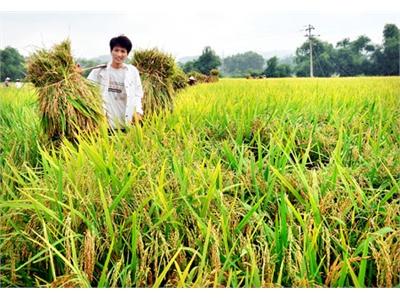 Vụ Lúa Này Lại Thắng Lợi To