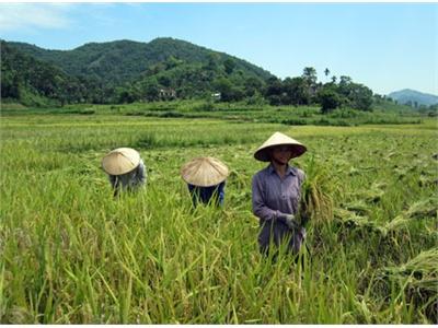 Khẩn Trương Thu Hoạch Lúa Xuân, Làm Vụ Mùa