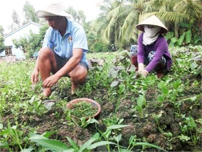 Xây Dựng Vùng Rau An Toàn