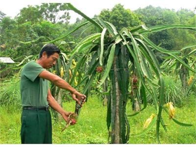 Người Trồng Thanh Long Nhiều Nhất Sầm Dương