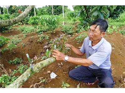 Ông Tư Và Cây Bơ Giống