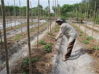 Nông Dân Quảng Điền Chống Chọi Với Nắng Hạn