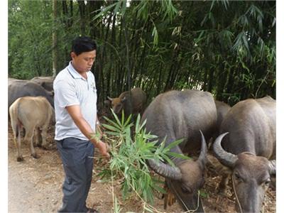 Cựu Chiến Binh Vượt Khó Làm Giàu