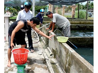 Nhu Cầu Cá Giống Tăng Mạnh