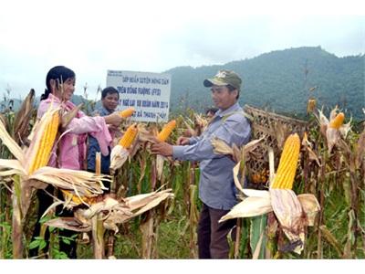 Lớp Học Hiện Trường, Thiết Thực Cho Người Nông Dân