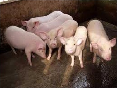 Hà Nội Cấp Miễn Phí Hơn 178.000 Liều Tinh Lợn