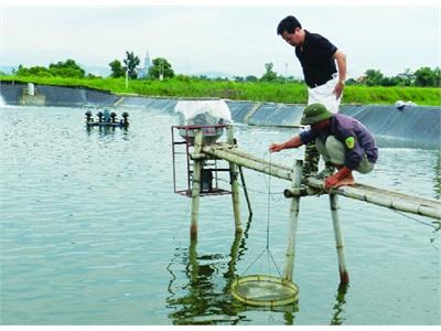 Công Ty BCC Cùng Người Nuôi Tôm Vượt Khó