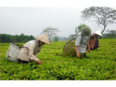 Phát Triển Cây Chè Ở Tân Sơn