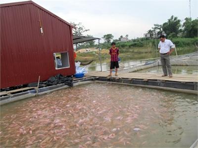 Quang Húc (Phú Thọ) Phát Triển Nuôi Trồng Thủy Sản