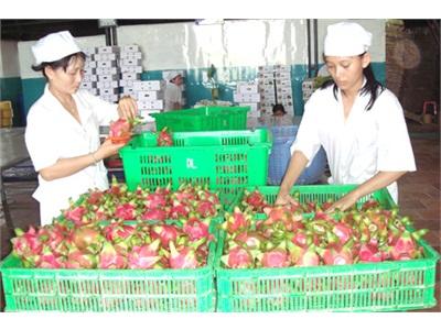 Bình Thuận Sản Xuất Thanh Long VietGAP Đạt Trên 99% Kế Hoạch Năm