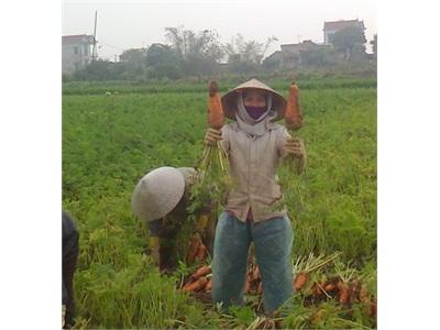 Kinh Nghiệm Luân Canh Rau Màu Của Nông Dân Hải Dương