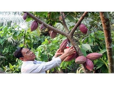 Gỡ Khó Cho Việc Phát Triển Cây Cacao Ở Đồng Bằng Sông Cửu Long