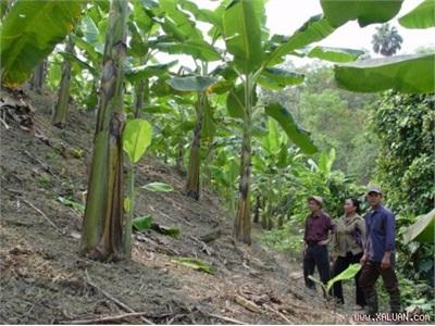 200 Ha Chuối Ở Tuy An (Phú Yên) Bị Nhiễm Bệnh