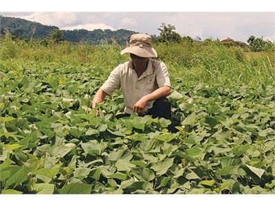 Nâm Nđir, Đồng Bào Dao Nỗ Lực Vươn Lên Làm Giàu