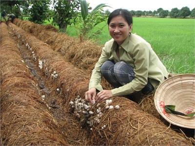 Nấm Rơm Được Giá, Dễ Bán