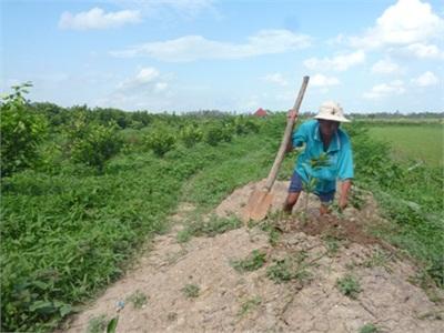 Nông Dân Huyện Lai Vung Rủ Nhau Bỏ Lúa, Trồng Quýt Đường