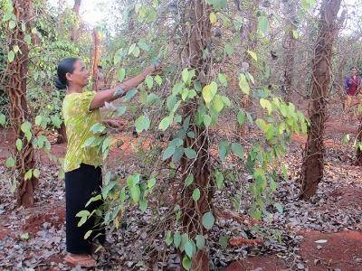 Xuất hiện nhiều sâu bệnh hại trên cây trồng