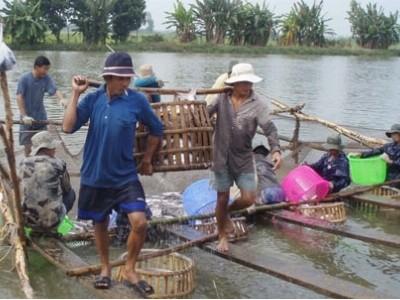 Định vị cho cá tra xuất khẩu