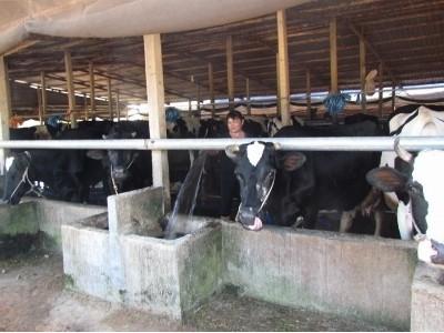 Chuyện đầu ra của những hộ mới chăn nuôi bò sữa