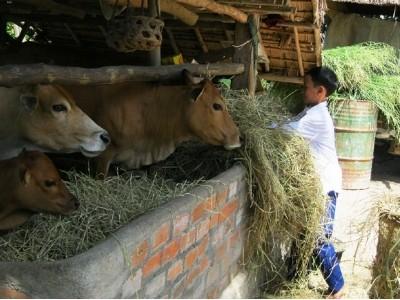 Nâng chất đàn bò Sông Hinh (Phú Yên)