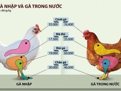 Gà Việt phát hoảng với đùi gà Mỹ chưa tới 20.000 đồng/kg