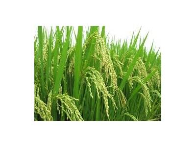 Đã tìm được gen lúa vừa ngon cơm, vừa có năng suất cao