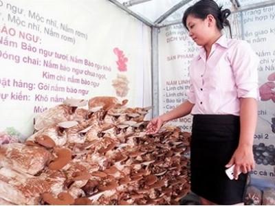 Nấm linh chi Việt Nam bị nấm linh chi Trung Quốc tấn công