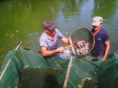 Làm giàu từ mô hình nuôi cá giống